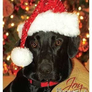 Meet your Posher, Patricia